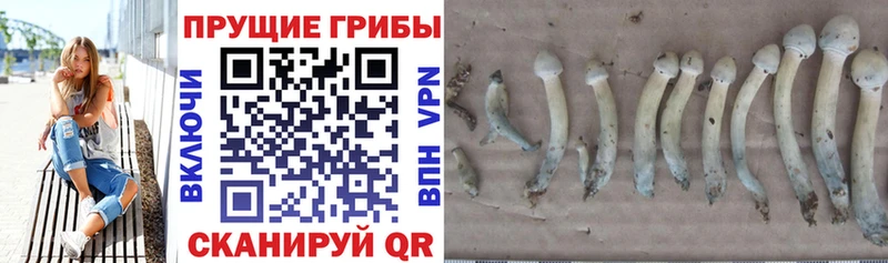 Псилоцибиновые грибы Magic Shrooms Бабушкин